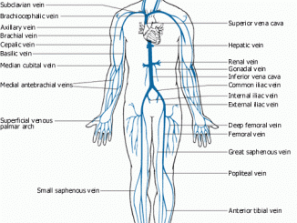 Circulatory System – Medical Creole
