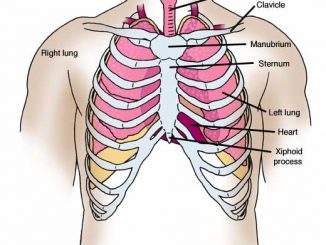 chest-anatomy-diagram