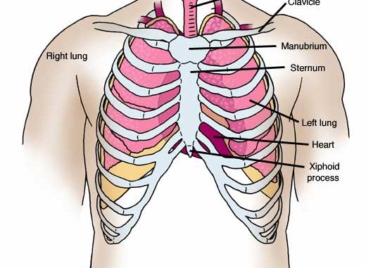 Anatomy Of The Upper Chest Area Chapter 23 Solutions - vrogue.co