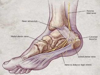 heel-anatomy