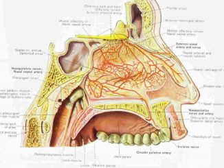 nasal-cavity
