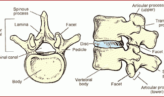 vertebrae